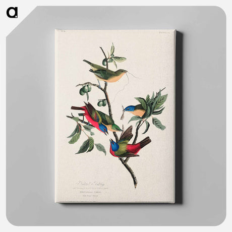 アートパネル-Painted Finch from Birds of America
 - アメリカの鳥たち Canvas.