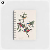 アートメモ帳-Painted Finch from Birds of America
 - アメリカの鳥たち Memo.