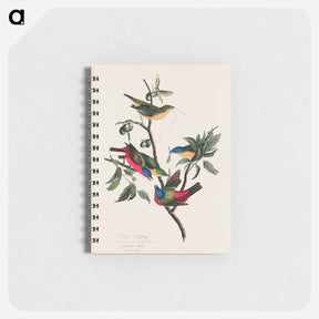 アートメモ帳-Painted Finch from Birds of America
 - アメリカの鳥たち Memo.