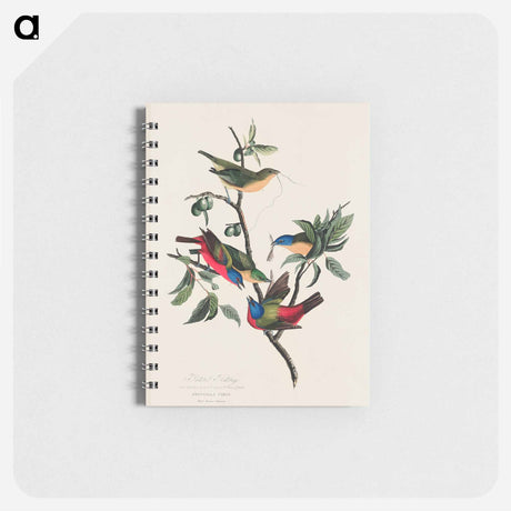 アートメモ帳-Painted Finch from Birds of America
 - アメリカの鳥たち Memo.