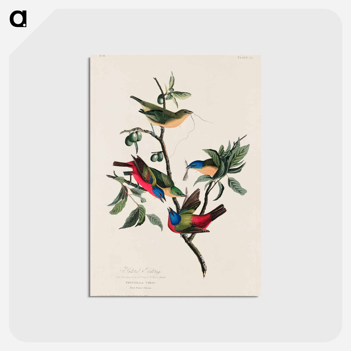アートポストカード-Painted Finch from Birds of America
 - アメリカの鳥たち Postcard.
