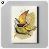 アートパネル-Allied Fruit-Pigeon
 - オーストラリアの鳥 Canvas.