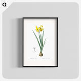 1-66_The-Lilies_blk