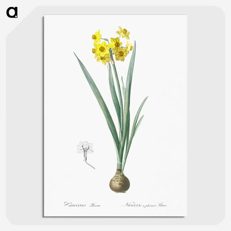 1-66_The-Lilies_picture-crop