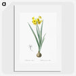 1-66_The-Lilies_picture