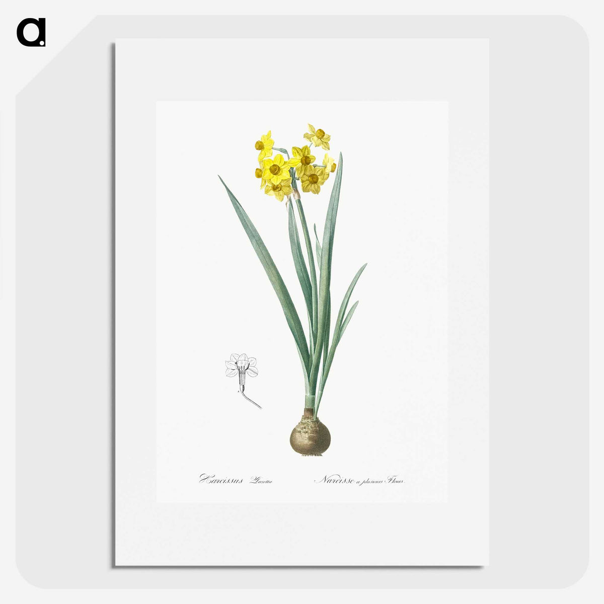 1-66_The-Lilies_picture