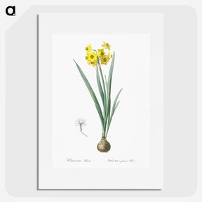 1-66_The-Lilies_picture