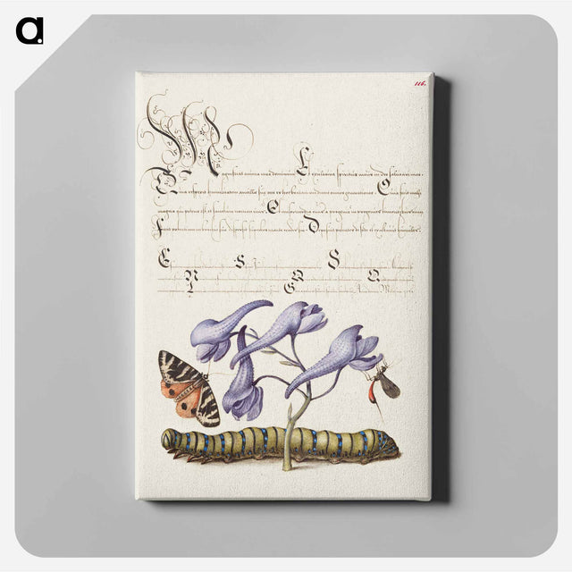 アートパネル-Scarlet Tiger Moth, Larkspur, Insect, and Caterpillar from Mira Calligraphiae Monumenta
 - 書道のお手本 Canvas.