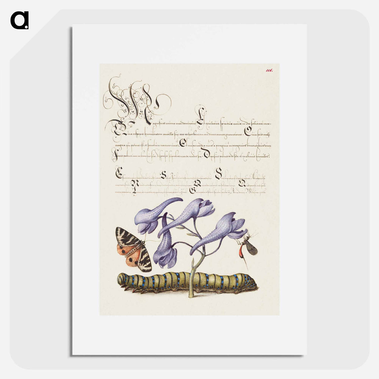 アートポスター-Scarlet Tiger Moth, Larkspur, Insect, and Caterpillar from Mira Calligraphiae Monumenta
 - 書道のお手本 Poster.