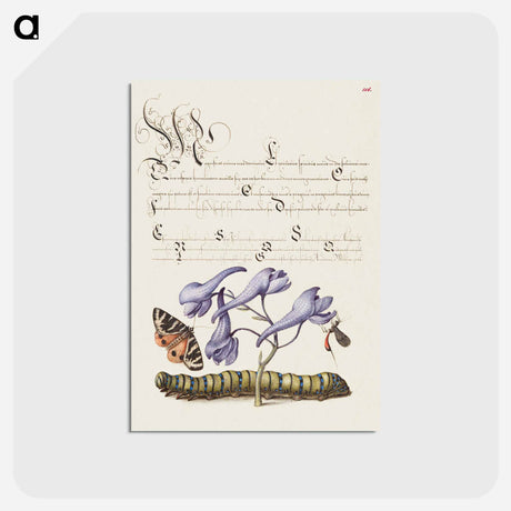 アートポストカード-Scarlet Tiger Moth, Larkspur, Insect, and Caterpillar from Mira Calligraphiae Monumenta
 - 書道のお手本 Postcard.