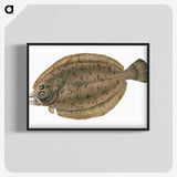 1-66_The-Natural-History-of-British-Fishes_blk-crop