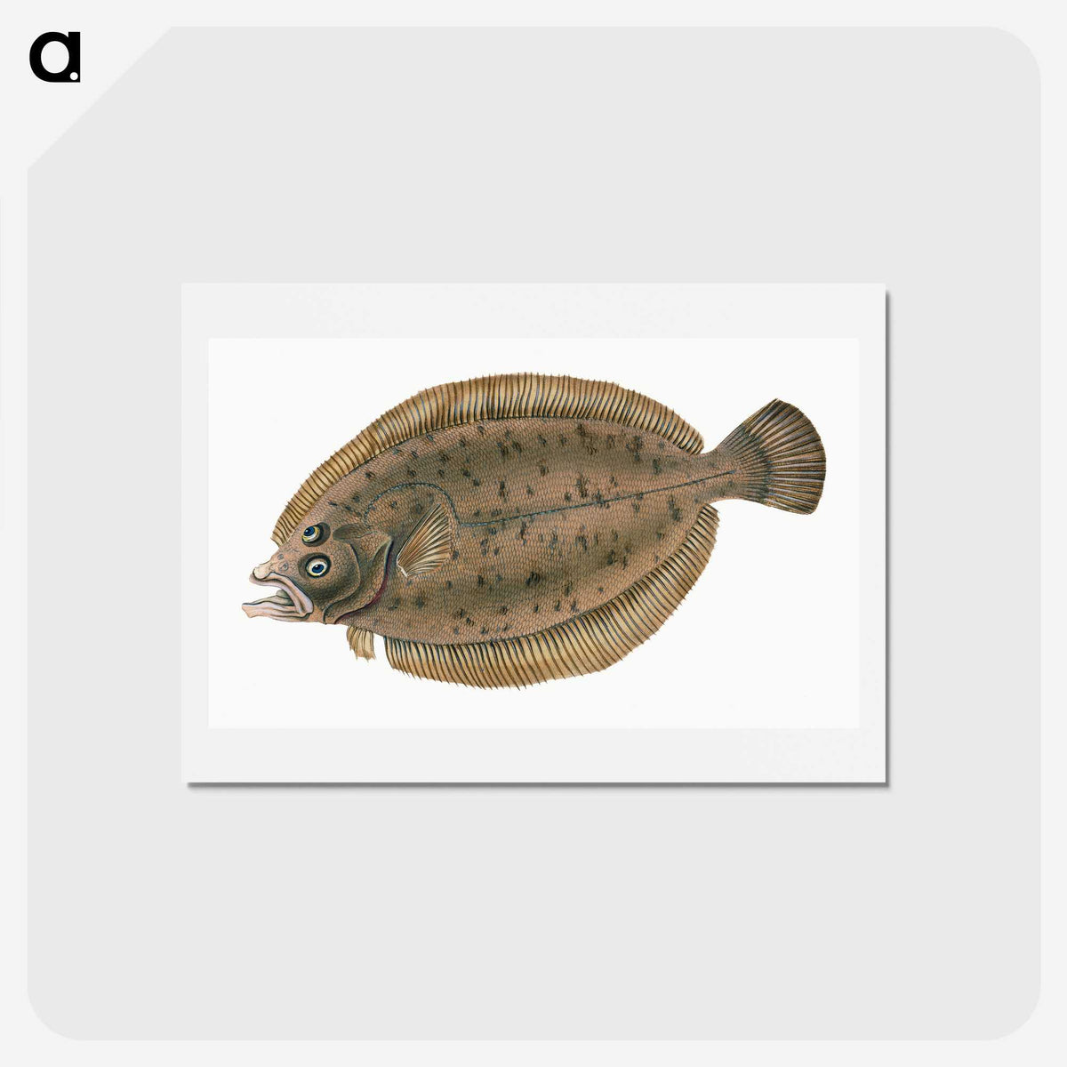 1-66_The-Natural-History-of-British-Fishes_hagaki