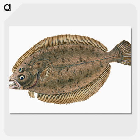 1-66_The-Natural-History-of-British-Fishes_picture-crop