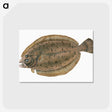 1-66_The-Natural-History-of-British-Fishes_postcard