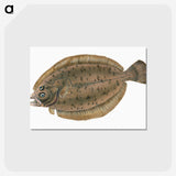 1-66_The-Natural-History-of-British-Fishes_postcard