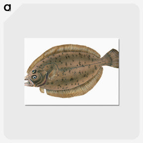 1-66_The-Natural-History-of-British-Fishes_postcard