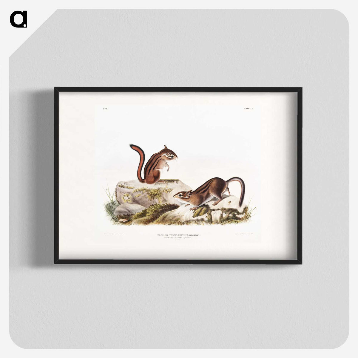 1-66_The-Viviparous-Quadrupeds_blk