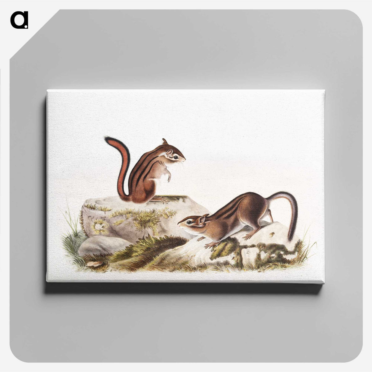 1-66_The-Viviparous-Quadrupeds_canvas