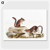 1-66_The-Viviparous-Quadrupeds_picture-crop