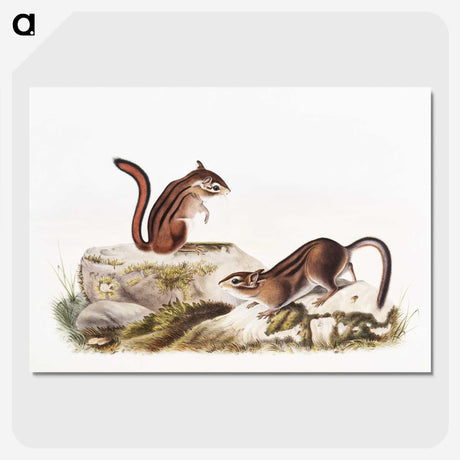 1-66_The-Viviparous-Quadrupeds_picture-crop