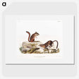 1-66_The-Viviparous-Quadrupeds_picture