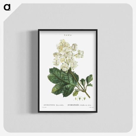 1-66_Treatise-on-Trees-and-Shrubs_blk-crop