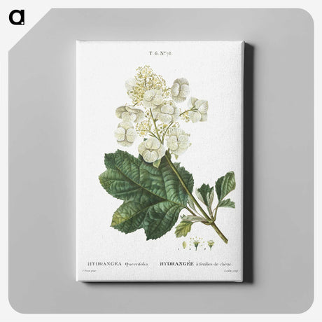 1-66_Treatise-on-Trees-and-Shrubs_canvas
