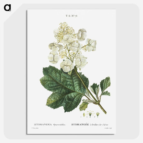 1-66_Treatise-on-Trees-and-Shrubs_picture-crop