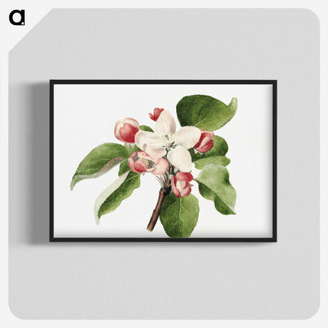 1-66_USDA-Watercolor-Fruit-Painting-Collection_blk-crop