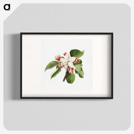 1-66_USDA-Watercolor-Fruit-Painting-Collection_blk