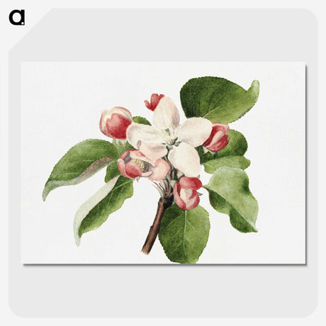 1-66_USDA-Watercolor-Fruit-Painting-Collection_picture-crop
