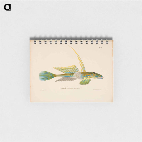 Dragonet - ヴィルヘルム フォン ライト Memo.