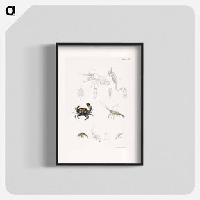 アートポスター-Atlantic Mud Crab - ニューヨークの動物学 Poster.