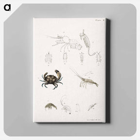 アートパネル-Atlantic Mud Crab - ニューヨークの動物学 Canvas.