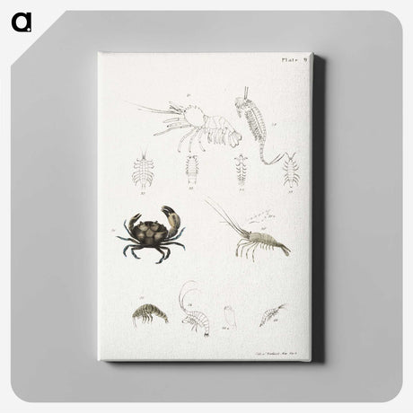 1-66_Zoology-of-New-York_canvas