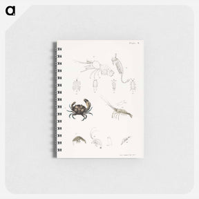 アートメモ帳-Atlantic Mud Crab - ニューヨークの動物学 Memo.