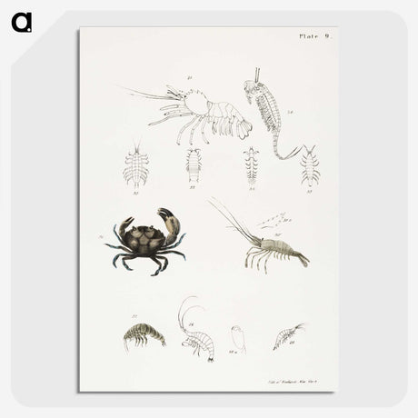 1-66_Zoology-of-New-York_picture-crop