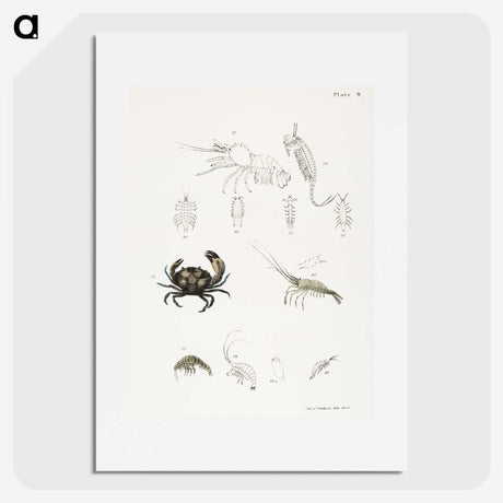 1-66_Zoology-of-New-York_picture