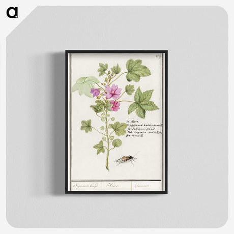 1-67_Anselmus-Boetius-de-Boodt_blk-crop