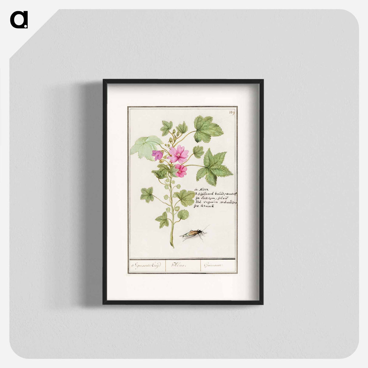 Large mallow, Malva sylvestris - アンセルムス ボエティウス デ ブート Poster.