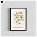 Large mallow, Malva sylvestris - アンセルムス ボエティウス デ ブート Poster.