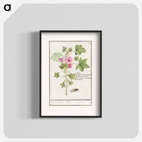アートポスター-Large mallow, Malva sylvestris - アンセルムス ボエティウス デ ブート Poster.