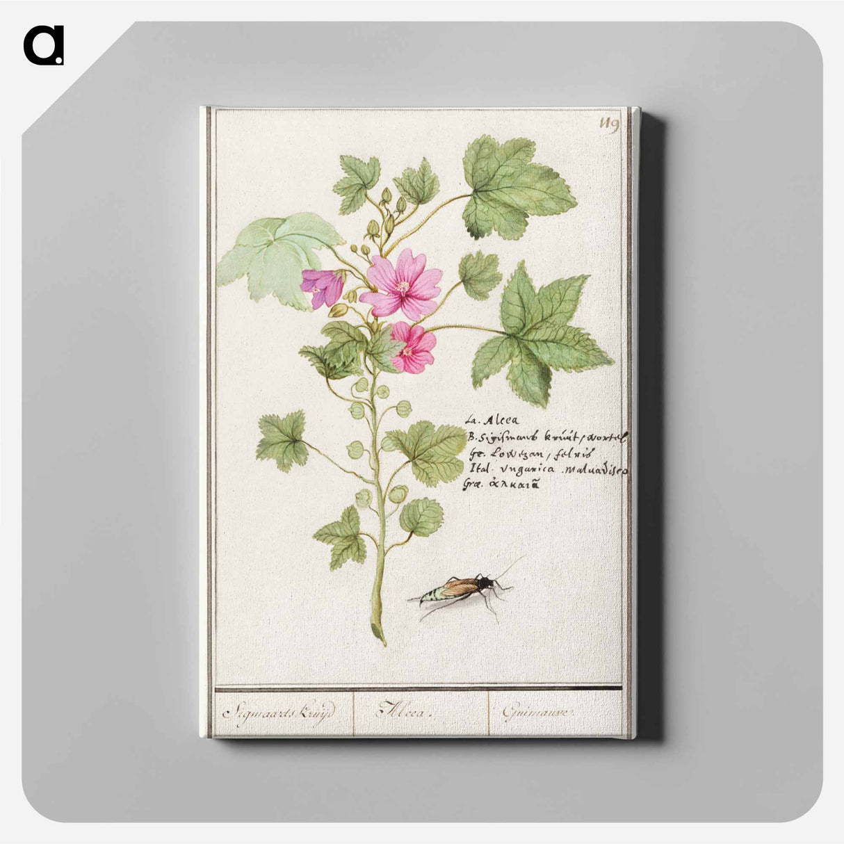 Large mallow, Malva sylvestris - アンセルムス ボエティウス デ ブート Canvas.
