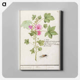 Large mallow, Malva sylvestris - アンセルムス ボエティウス デ ブート Canvas.