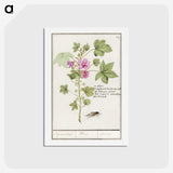1-67_Anselmus-Boetius-de-Boodt_hagaki