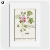 1-67_Anselmus-Boetius-de-Boodt_picture