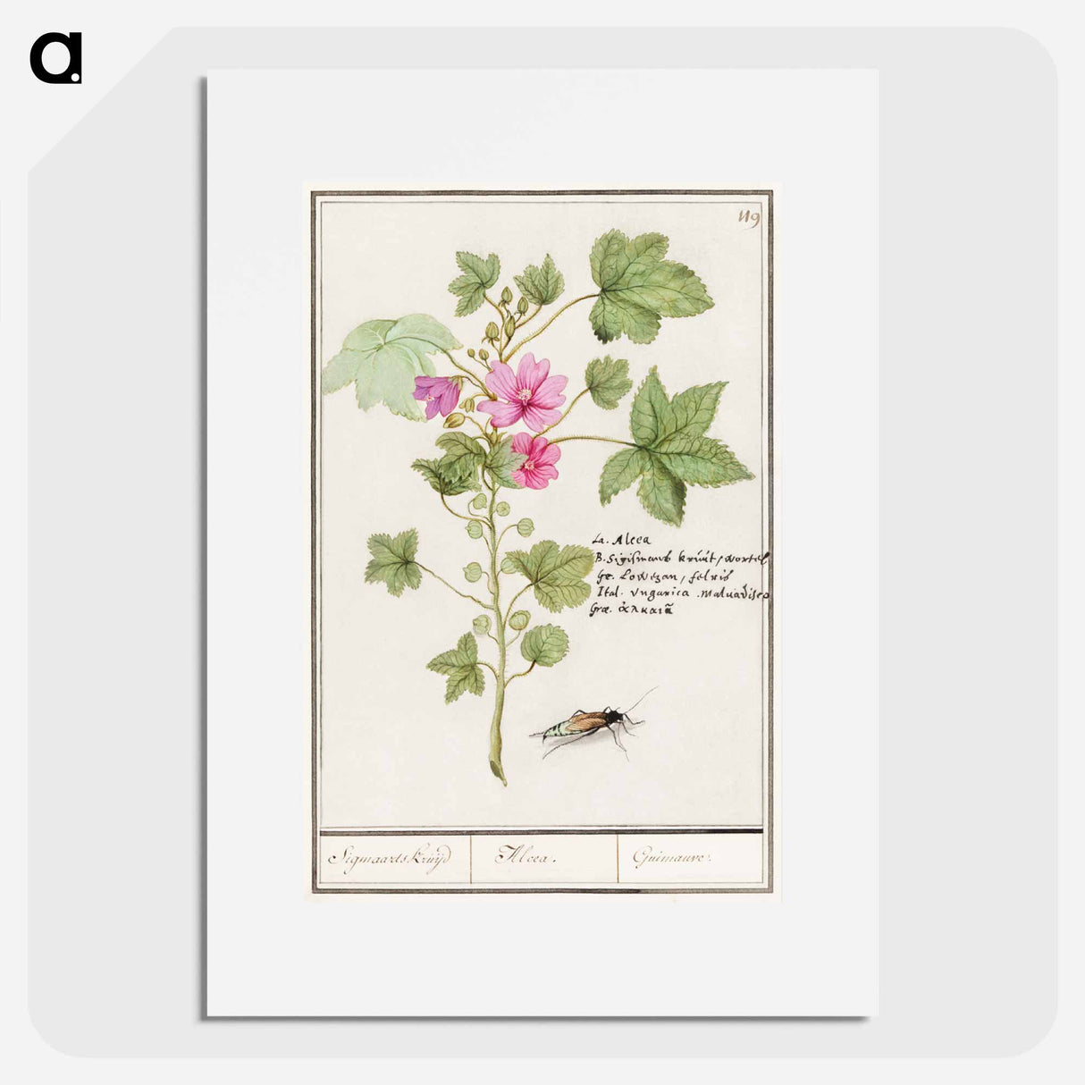 Large mallow, Malva sylvestris - アンセルムス ボエティウス デ ブート Poster.