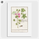 Large mallow, Malva sylvestris - アンセルムス ボエティウス デ ブート Poster.