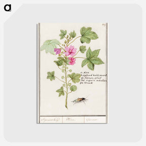 アートポストカード-Large mallow, Malva sylvestris - アンセルムス ボエティウス デ ブート Postcard.