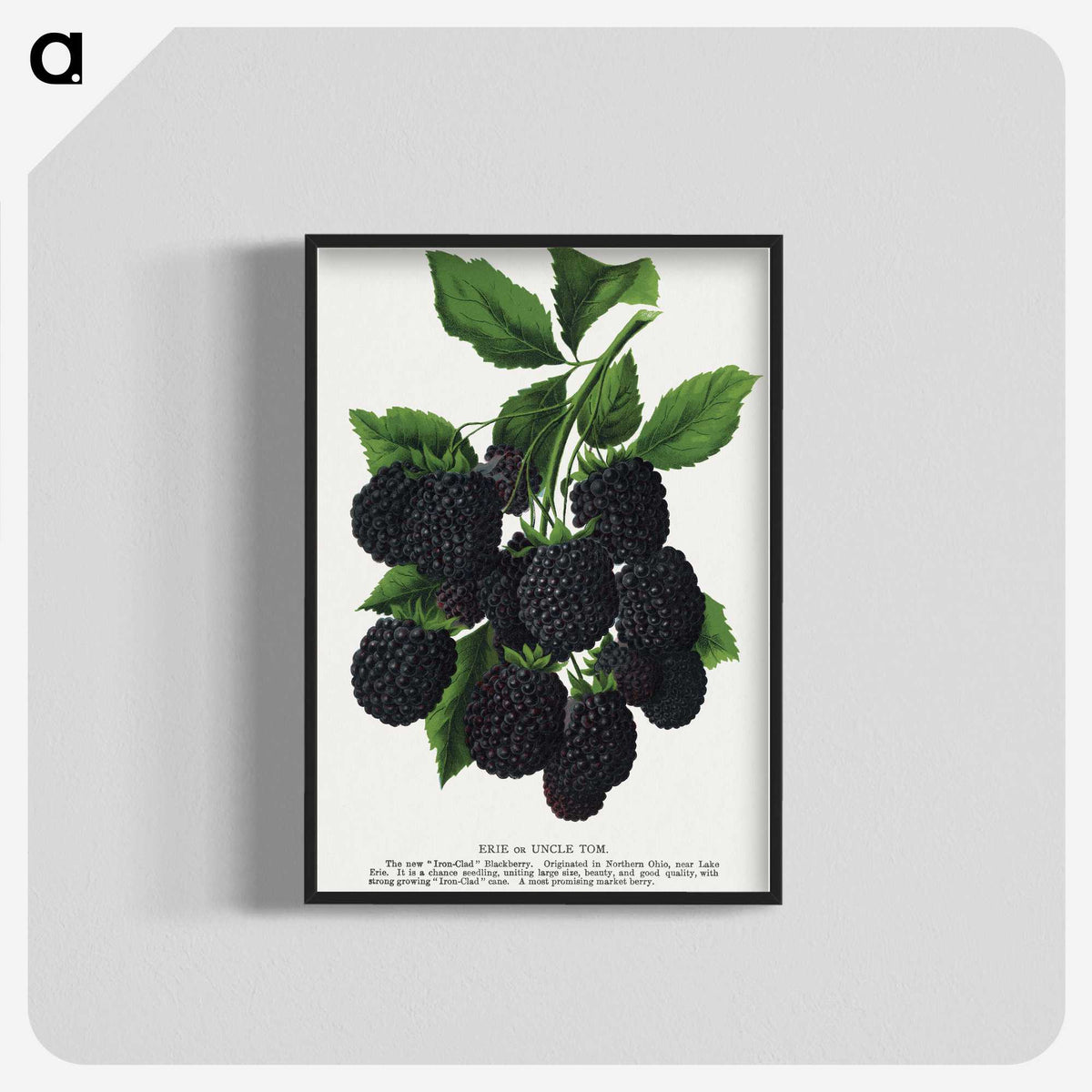 1-67_Botanical-Specimen-Plates_blk-crop